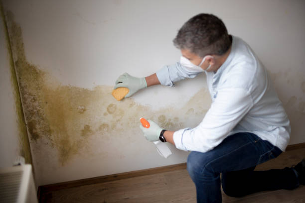 Best Mold Documentation for Insurance Claims  in Richmond, KY